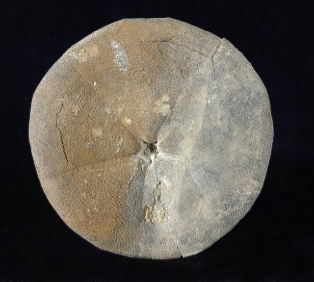 Clypeus ploti (LESKE 1778) - Bild © FossNet FossilienStore